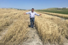 13-variedad-resistente-al-encamado