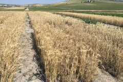 14-triticales-maduros