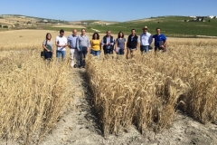 17-tecnicos-en-ensayos-de-triticale