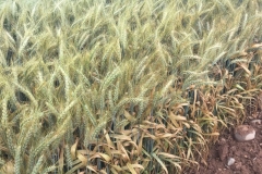 04-roya-amarilla-en-lerida