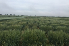 06-vivero-de-seleccion-de-duros