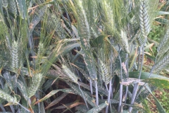 07-oidio-en-trigo-duro