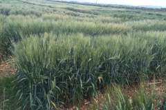 08-linea-seleccionada