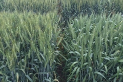 09-vivero-de-seleccion-de-harineros