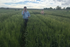 15-ensayo-de-arento-en-regadio