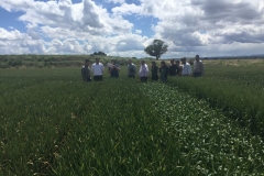 16-ensayo-de-riego-en-tauste