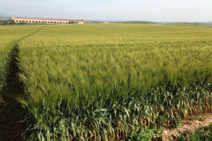 20-calero-de-arento