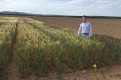 01. Ensayo secano en Zaragoza
