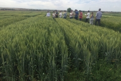 02. Ensayo riego Zaragoza