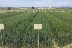 05. Ensayos en Zuera