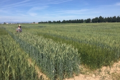 06. Ensayo en Gimenells (Lleida)