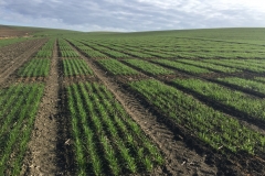 01. Ensayos en enero