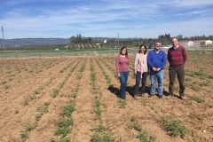 04. Ensayos garbanzo IFAPA