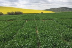 09. Ensayo riego Santaella