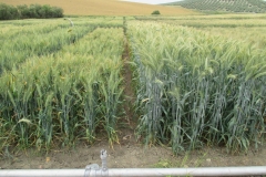 15. Galera, Valeroso