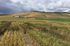 20. Raspinegros en mayo