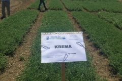 05. KREMA