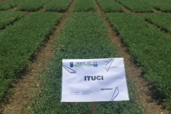 06. ITUCI