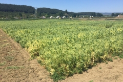 07. Ensayo guisantes