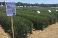 08. Ensayo Trigo Duro