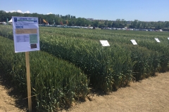 11. Ensayo Triticale