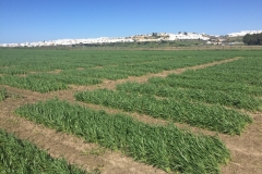 04. Ensayos en febrero