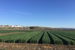 05. Ensayos en marzo