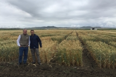 15. Ensayos triticale