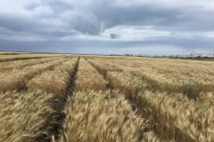 16. Ensayos bajo la tormenta
