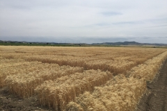 20. Ensayos en junio