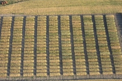 22. Ensayos trigo duro