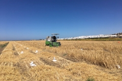 24. Cosecha en Conil