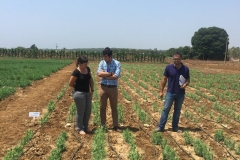 27. Vivero de guisantes