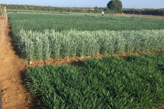 30. Trigo espigando en verano