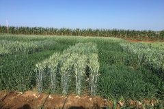 31. Variedad de ciclos a espigado