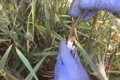 35. Toma de muestra de roya