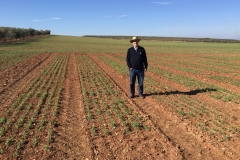 03. Ensayo de guisantes naciendo