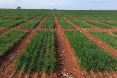 07. Pasillos cortados