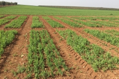 08. Ensayo guisantes