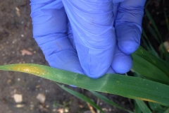 11. Llega la roya amarilla