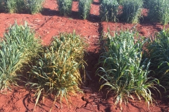 13. Diferenciales roya amarilla