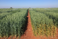 15. Variedad reistente a roya amarilla