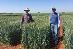 23. Triticale