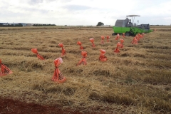 30. Cosechando ensayos