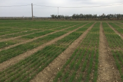 01. Ensayos naciendo