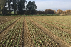 02. Guisantes naciendo