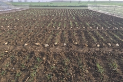 03. Diferenciales naciendo