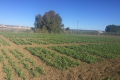 06. Guisantes en marzo