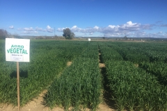 07. Ensayo trigo en marzo