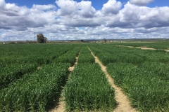 08. Ensayos en Tejada